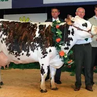 Superbe, grande championne, Gaec Delaunay Garnier – Ille-et-Vilaine. Désignée championne adulte au
national en juin dernier, Superbe, une
fille de J