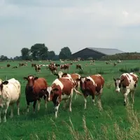 Vaches au pâturage et bâtiment agricole au nord de l'Allemagne, un des neuf pays ayant choisi le volontariat.