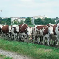 Le système est facile à gérer avec le système de chemins mis en place. Les vaches sont mises le soir dans la nouvelle parcelle et 
vont seules du bât