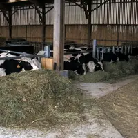Pour les exploitations de l'Est de la France, c'est la double peine: les rendements en maïs ensilage et en herbe sont catastrophique.
