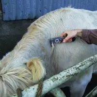 Test à la tuberculine pour le dépistage de la tuberculose bovine en élevage de bovins.