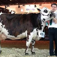 1RILERA, GRANDE CHAMPIONNE, AU GAEC DUQUESNE, DANS LA MANCHE.
Cette fille d’Idris allie performance de production et qualités morphologiques. « Âgée