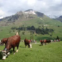 Abondance