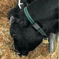 L'outil de monitoring fournit des alertes à partir des données issues de capteurs portés au cou de l’animal.