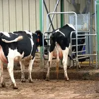 L’augmentation des apports
de concentré permet d’intensifier
la production laitière, avec
un gain économique. Mais le
levier alimentai