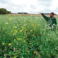 Plus le couvert végétal est
semé tôt, plus il se montrera
sensible au gel. Un bon moyen
pour limiter le salissement des
parcelles sans nécessairem