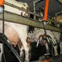 L’un des enjeux est de savoir s’il existe ou non des vaches adaptées à la monotraite et quels sont les moyens de les identifier.