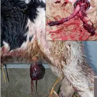 UN GROS
CAILLOT
cache deux
artères mal
oblitérées.