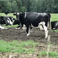élevage laitier polonais