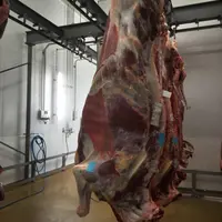 carcasse de vache laitière Prim'Holstein