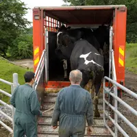 chargement d'une vache de réforme