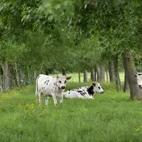 vaches normandes dans une prairie