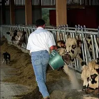 Produire du lait supplémentaire n'est pas toujours rentable.