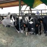 LA DISTRIBUTION D’UN FOURRAGE DE QUALITÉ, repoussé
au moins deux fois par jour, favorise l’ingestion
de matière sèche après vêlage.