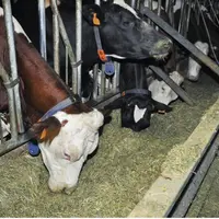 LA RATION MÉLANGÉE
EST DISTRIBUÉE DANS
DES AUGES RELEVABLES.
Le tri par les vaches
s’en trouve facilité.
Ce qui peut engendrer
une grande différ