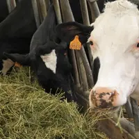 Une baisse du niveau d'émission brute de méthane a été observée avec la luzerne, comparativement au niveau atteint avec les graminées fourragères.