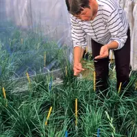 Quinze ans pour créer une nouvelle variété fourragère