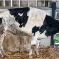 QU’EST-CE QUE PEUT BIEN AVOIR
une vache maigre et bossue ?