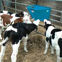 LES VEAUX AYANT REÇU LE LAIT FERMENTÉ sans
yaourt ont eu un peu plus de diarrhées et
des croissances un peu plus faibles.