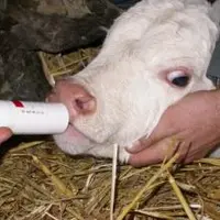 Administration d'un antibiotique à un jeune bovin.