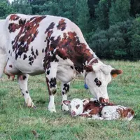 Le sexe du veau n’influe pas sur la quantité ni la richesse du lait de sa mère.