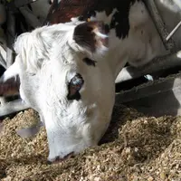 La teneur en huile des grains des variétés RH proposées par Panam tourne autour de 6 à 7 %, et entre 10 et 12 % pour les variétés RH+.