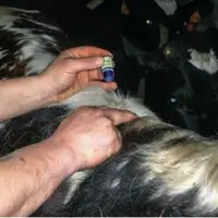 Les huiles essentielles s’appliquent de préférence sur l’épi de la vache 
ou en spray sur la mamelle.