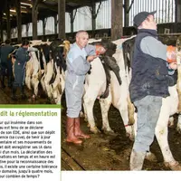 Les formations à l'insémination durent trois ou quatre jours et peuvent faire l'objet d'un financement du Vivea.