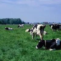 La moitié des éleveurs néerlandais risquent de dépasser leur quota phosphore basé sur le cheptel présent en 2014.