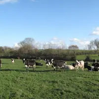 L’herbe
d’automne peut se révéler d’aussi bonne qualité que l’herbe de printemps si la conduite du pâturage d’été a permis de bien raser les parcelle