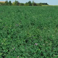 L’UTILISATION GÉNÉRALISÉE DES
LÉGUMINEUSES dans les rotations
céréalières présente de nombreux
avantages au niveau de l’environnement
et de la qua