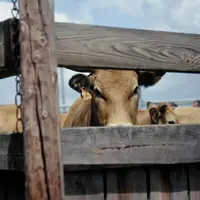 Dans son unité de Marcenat (Cantal), l'Inra teste dans quelles conditions on peut produire du lait uniquement avec de l'herbe ou avec très peu de conc