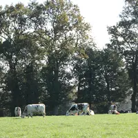 vaches laitières au pâturage avec des infrastructures agroécologiques - ici des arbres