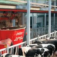 En multipliant le nombre de repas dans une journée, le robot facilite la digestion des vaches.