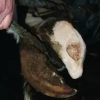 ENCORE QUELQUES
COUPS DE RÉNETTE
et le parage sera
achevé.