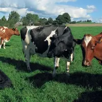 ANTON SIDLER. « Notre réflexion sur l’autonomie alimentaire rompt fondamentalement
avec les stratégies classiques. Il n’y a rien de compliqué, c’est