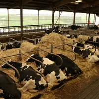 vaches laitières en logettes