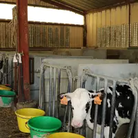 petits veaux laitiers et croisés