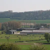 vaches