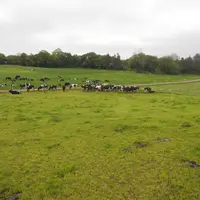pâturage en Irlande