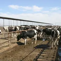 Le coût du programme, pour une assurance marge au-delà de 0,10 €/l, est très dissuasif pour les troupeaux de plus de 200 vaches.