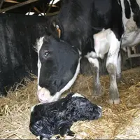 Le taux de réussite après une IA première en Prim’Holstein est en moyenne moins de 40 %.