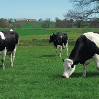 UN QUART DES VEAUX CROISÉS DE PREMIÈRE GÉNÉRATION
sont issus du croisement entre une Holstein et
un taureau montbéliard.