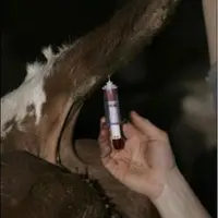 Le choix des animaux analysés est primordial.