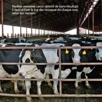 Vaches croisées : pour obtenir de bons résultats
il faut utiliser le top des taureaux de chaque race,
selon Les Hansen.