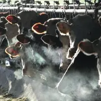 Les efforts annoncés par certaines entreprises sur le prix de janvier sont des avances de trésorerie à rembourser plus tard dans l'année.
