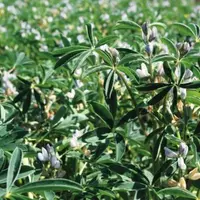 Véritable concentré 
sur pied, le lupin peut 
être une solution face 
à l’envolée du prix des matières premières.