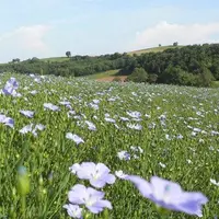 Le Grenier coopératif de l’Albigeois a démarré la  production de graines de lin en 2008. Environ 800 hectares devaient être implantés pour la campagne