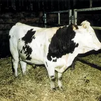 Taureau montbéliard.