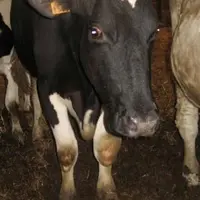 Vache atteinte de fièvre catarrhale ovine (FCO). La maladie n’a jamais été indemnisée correctement.